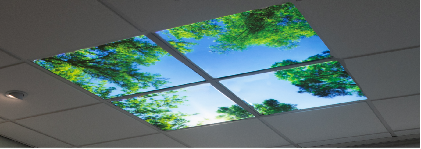 view of a ceiling skylight showing trees